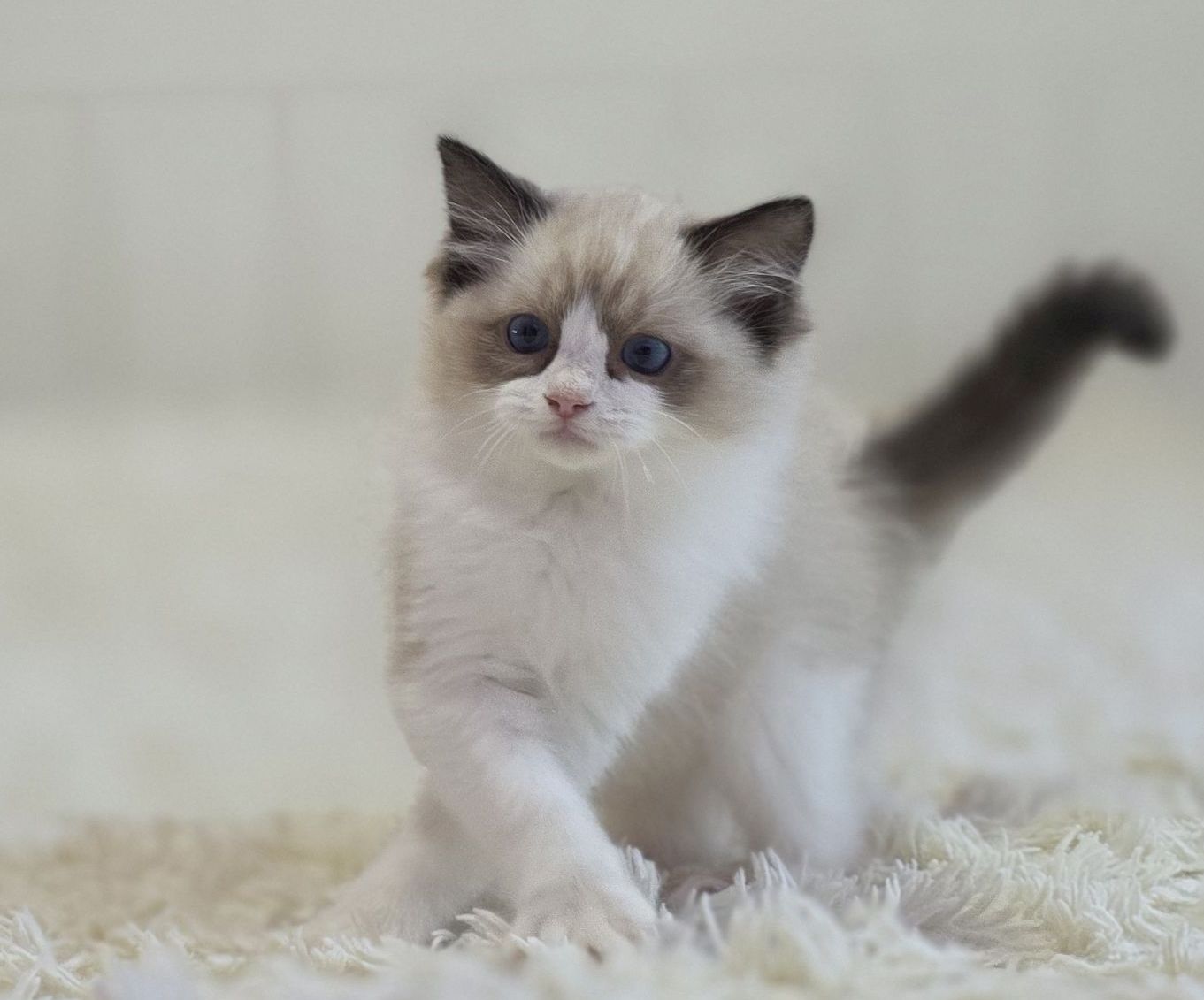 images/AvailableKittens/Skiper website.jpg